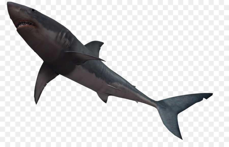 Tiburón，Tiburón Toro PNG