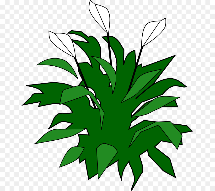 Spathiphyllum Wallisii，Favicon PNG