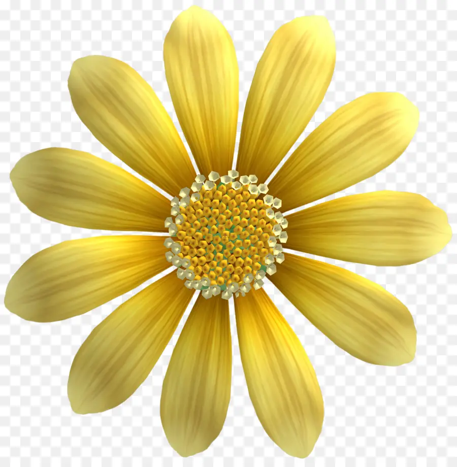 Amarillo，La Semilla De Girasol PNG