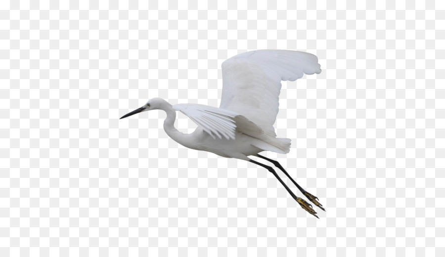 Pájaro，Grúa PNG