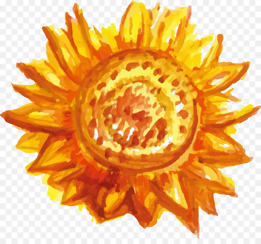 Común De Girasol，Pintura PNG