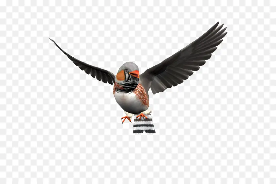 Zebra Finch，Pájaro PNG