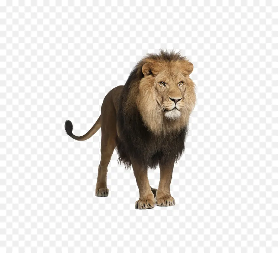 León，Rugir Los Leones PNG