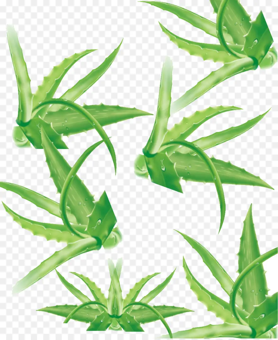 Aloe Vera，Hoja PNG