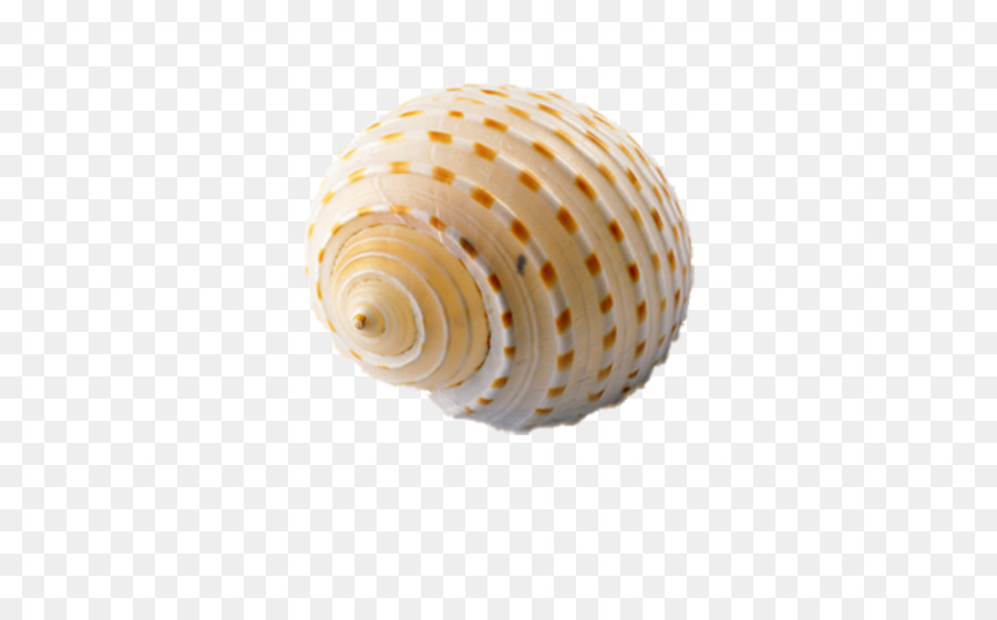 Caracol De Mar，Concha PNG