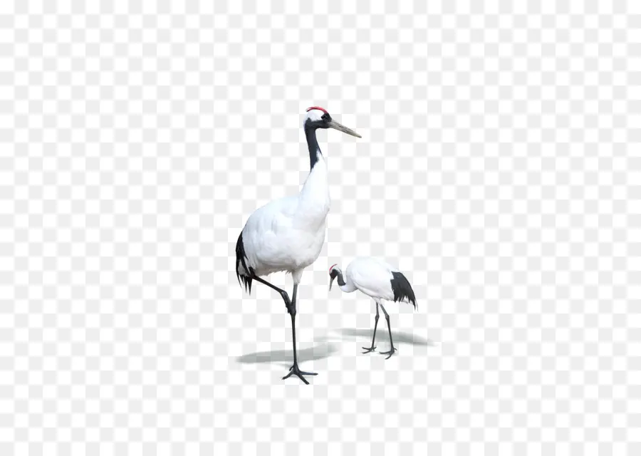 Grúa，Aves PNG