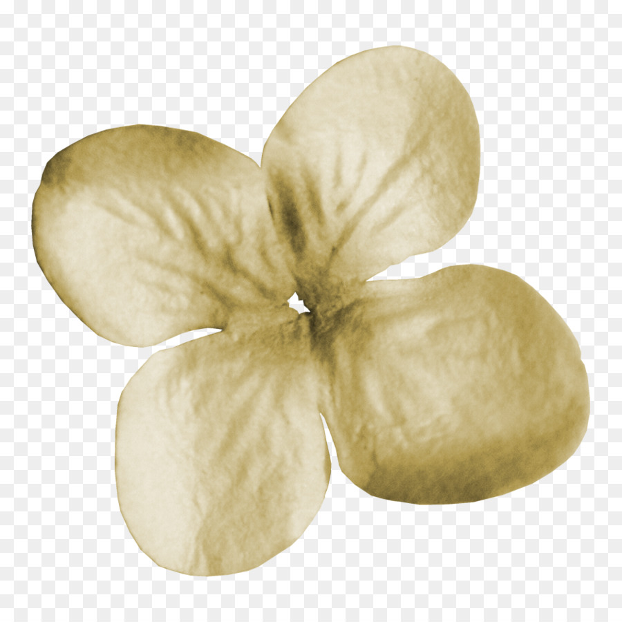 Pétalo De Flor，Flor PNG