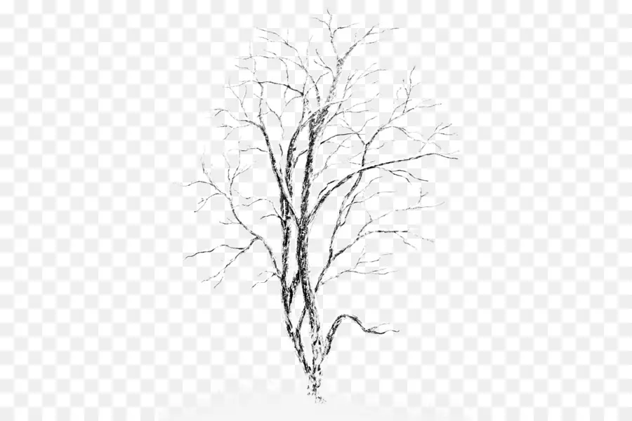 Rama De árbol Desnudo，Invierno PNG