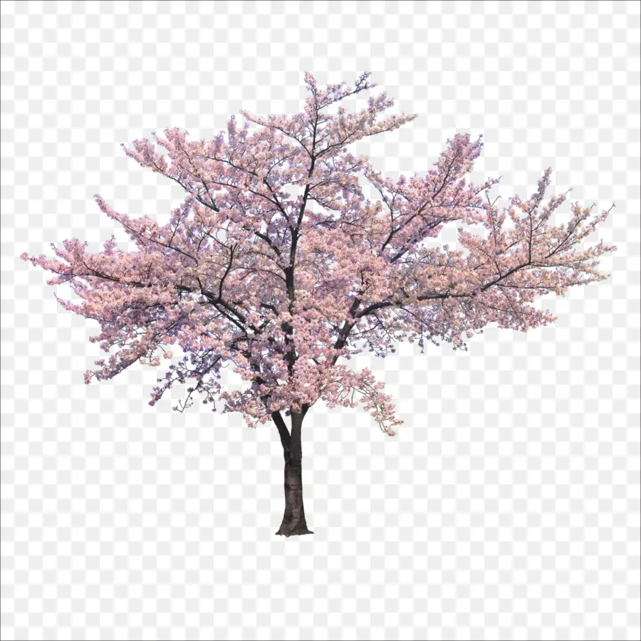 Árbol De Flor De Cerezo，Rosa PNG