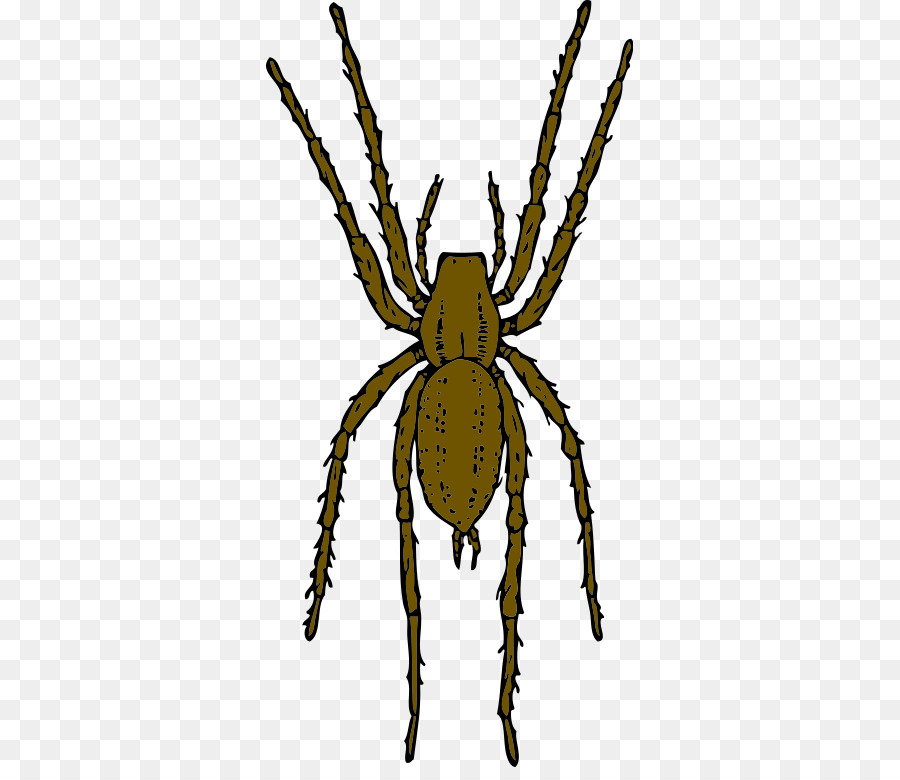 Araña，La Araña Reclusa Parda PNG