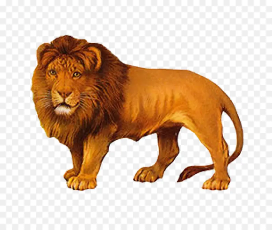 León，Dibujo PNG