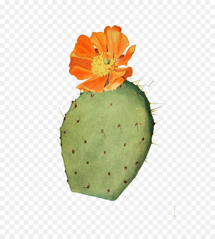 Cactaceae，Dibujo PNG