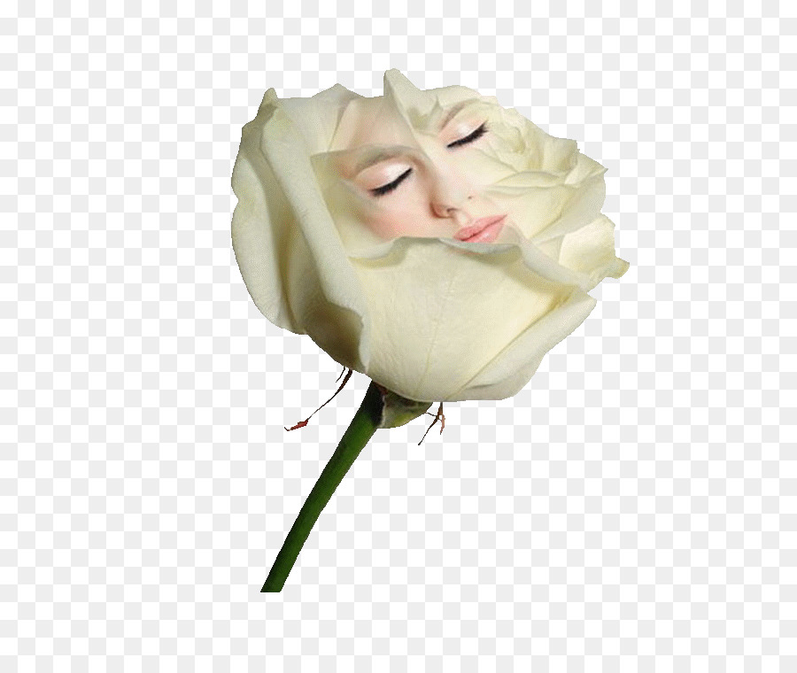 Rosa，Blanco PNG