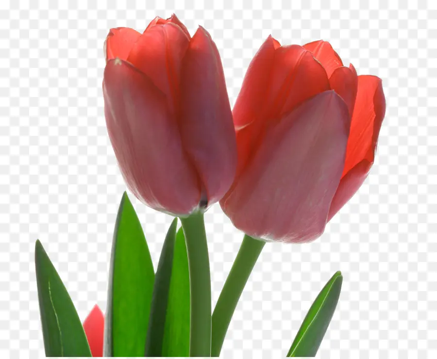 Tulip，Rojo PNG