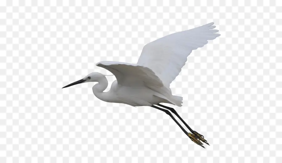 Pájaro，Grúa PNG