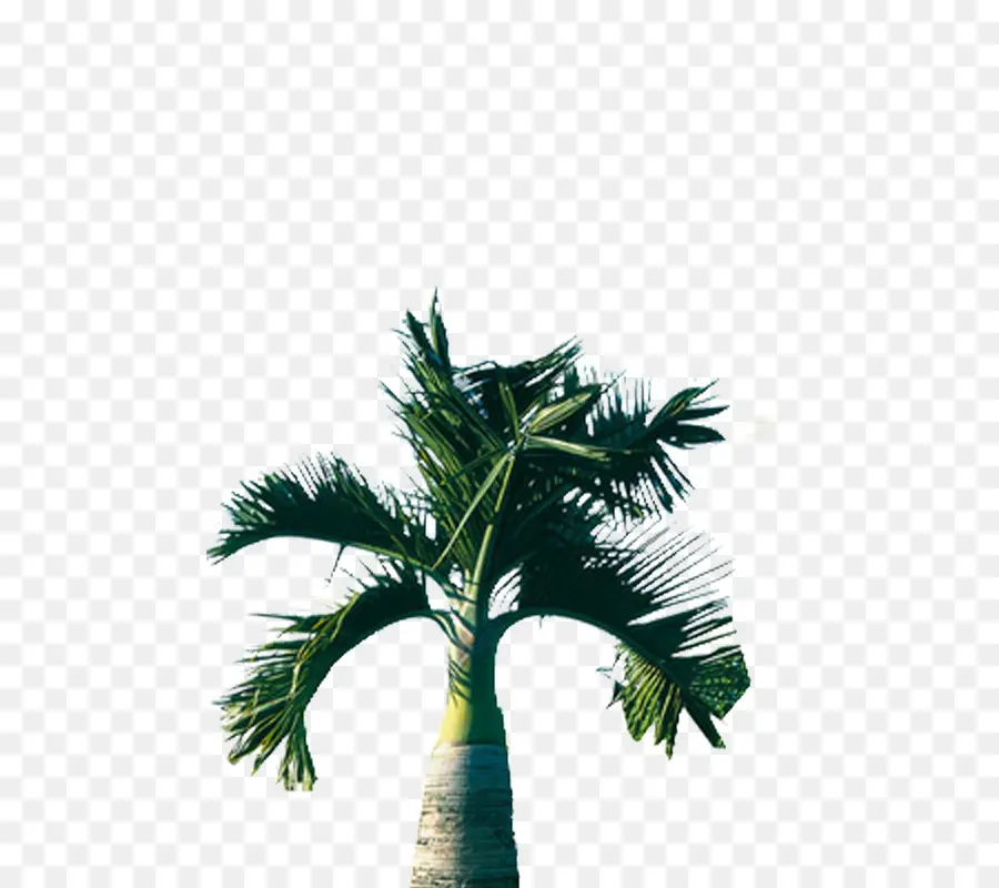 árbol，Arecaceae PNG