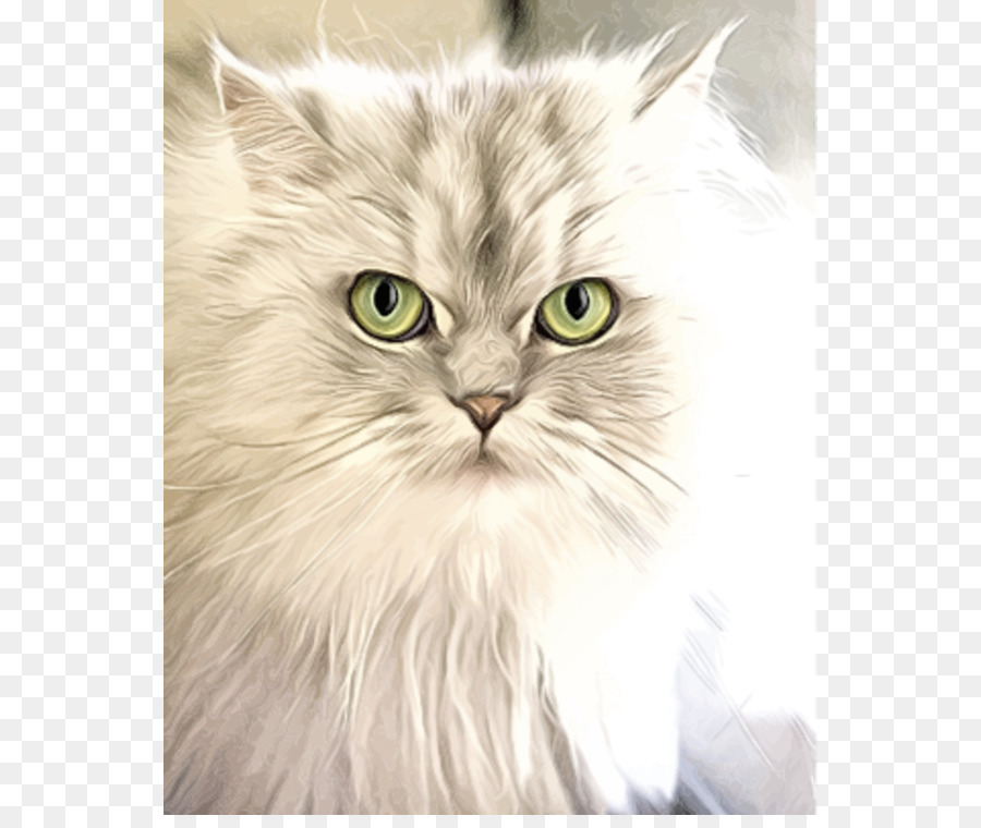 Gato Blanco，Felino PNG