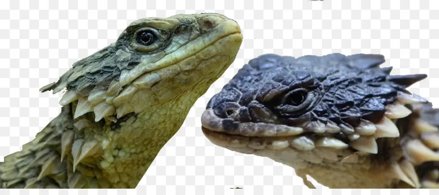 Sudáfrica，Lagarto PNG