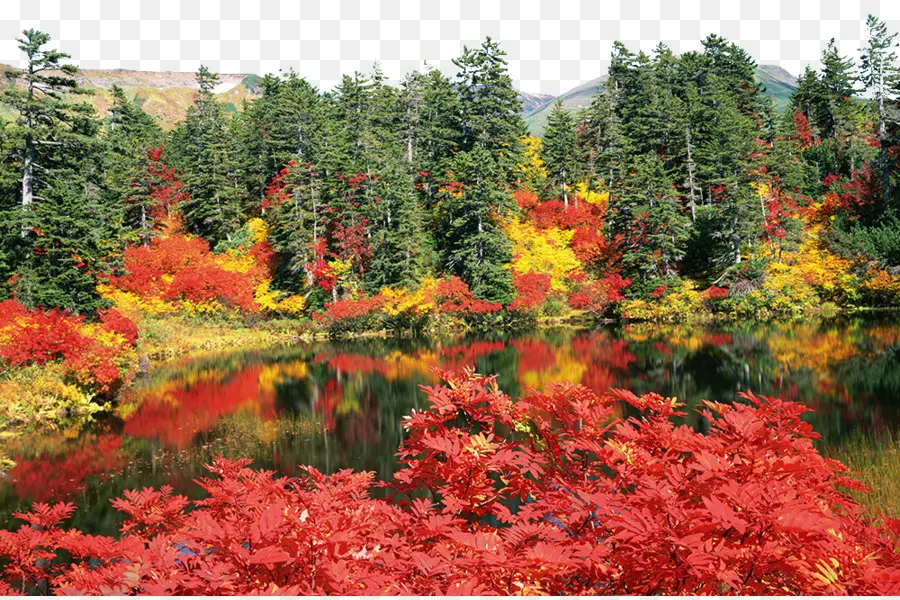 Bosque De Otoño，árboles PNG