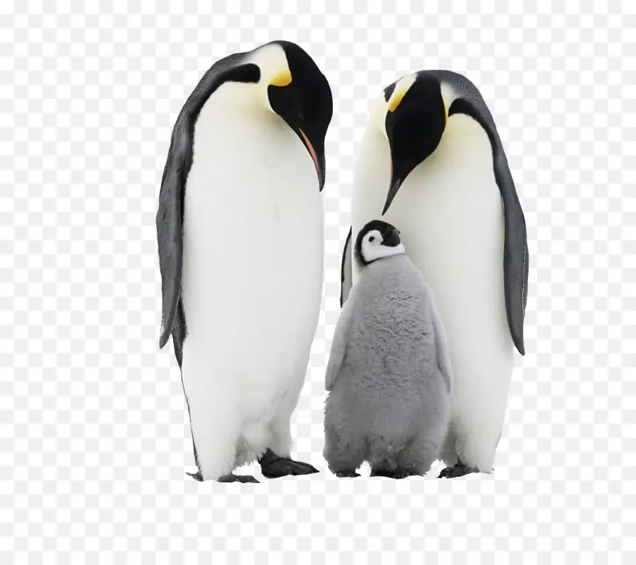 Penguin，La Antártida PNG