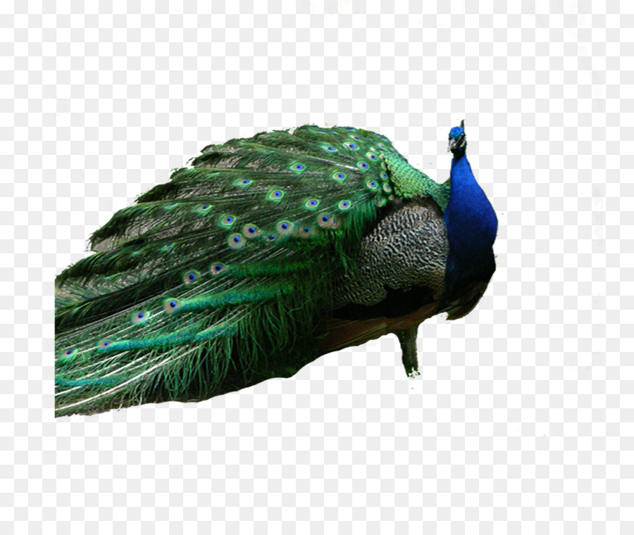 Pavo Real，Pájaro PNG