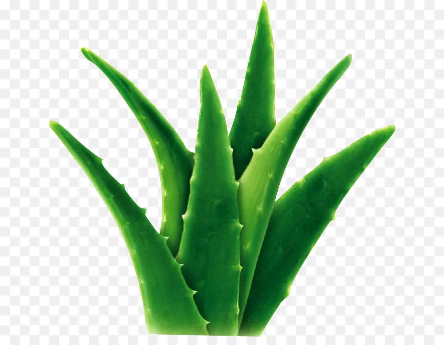 Aloe Vera，Extracto De PNG