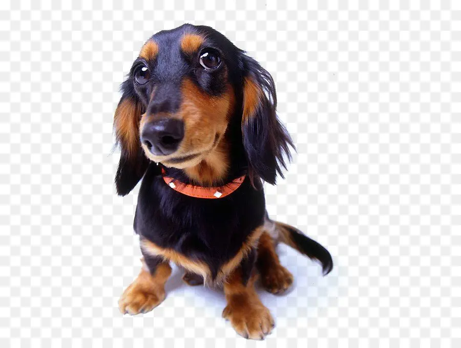 Perro，Collar De Descargas PNG