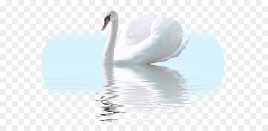 Cisne Blanco，Agua PNG