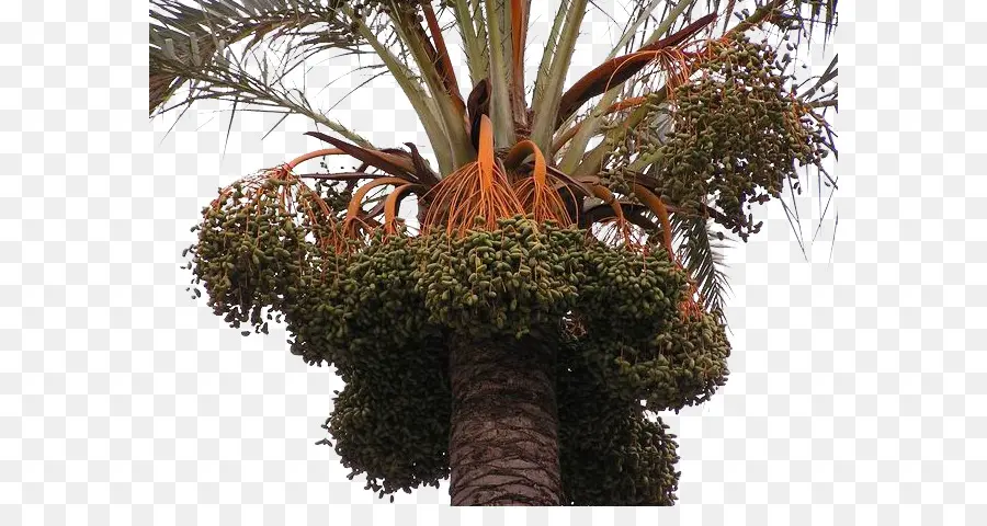 Fecha De La Palma，Trachycarpus Fortunei PNG