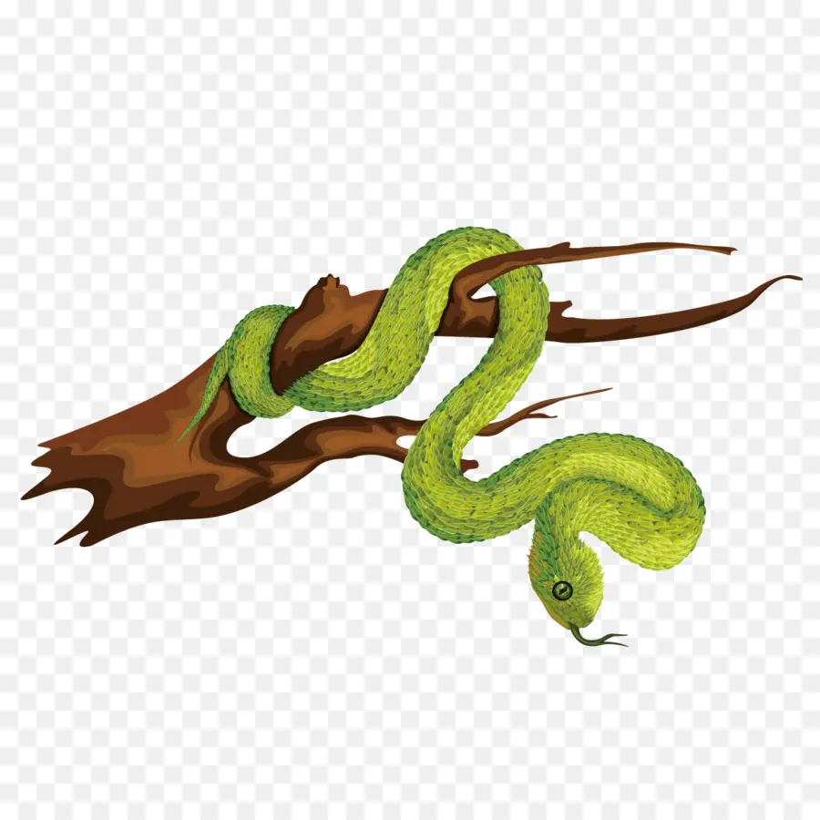 Serpiente Verde，Reptil PNG