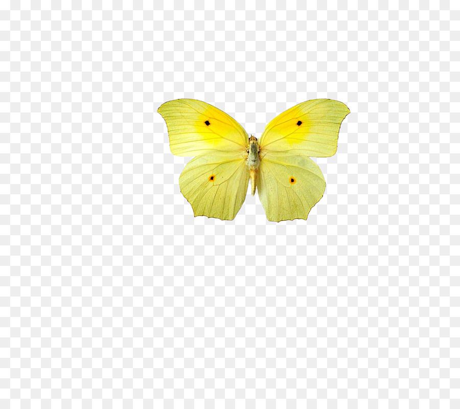 Mariposa，Amarillo PNG