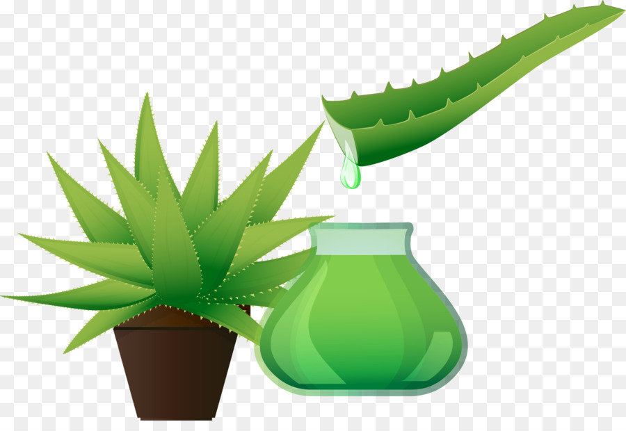 Aloe Vera，Diseñador PNG