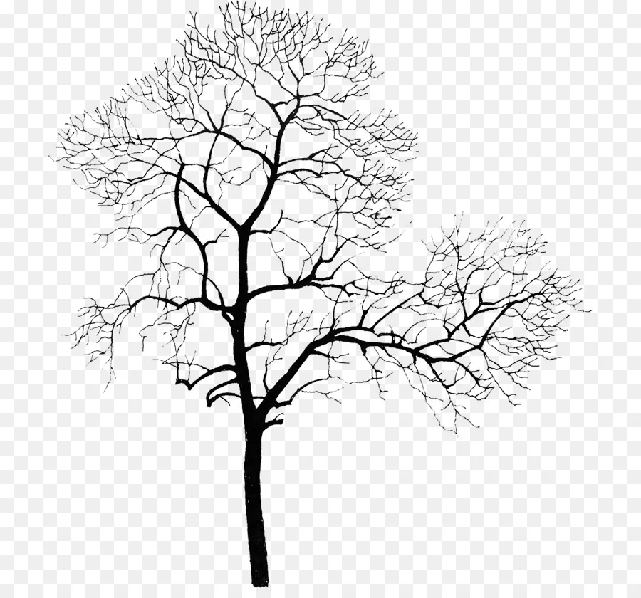 árbol，Silueta PNG