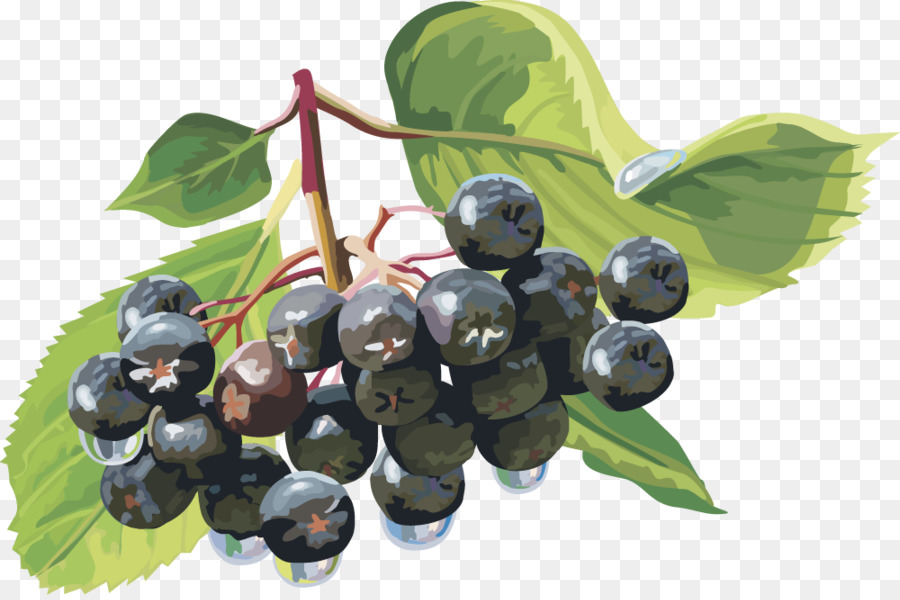 Berry，Mountainash PNG