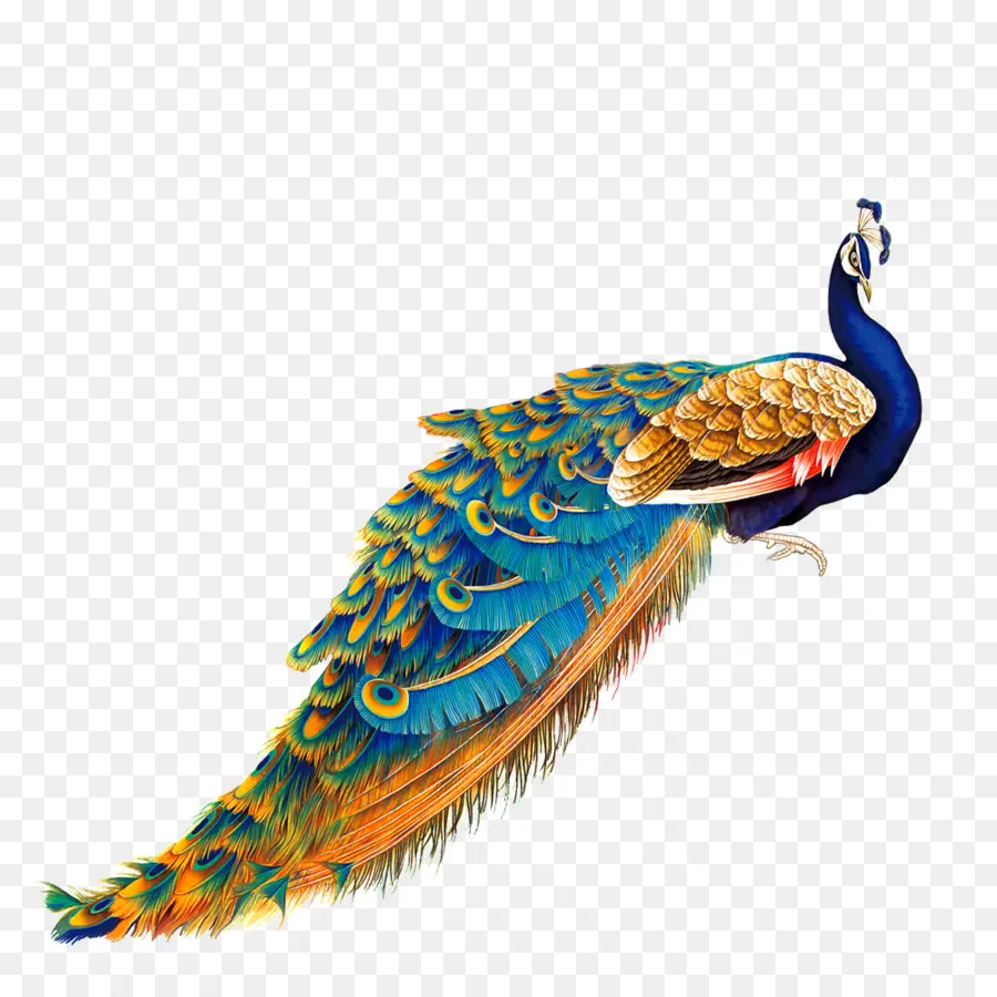 Pavo Real，Plumas PNG