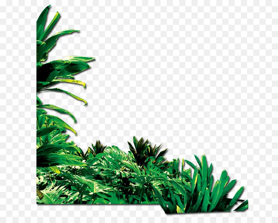 Plantas Tropicales，Verdor PNG