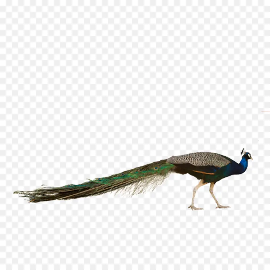 Pájaro，Pavo Real PNG