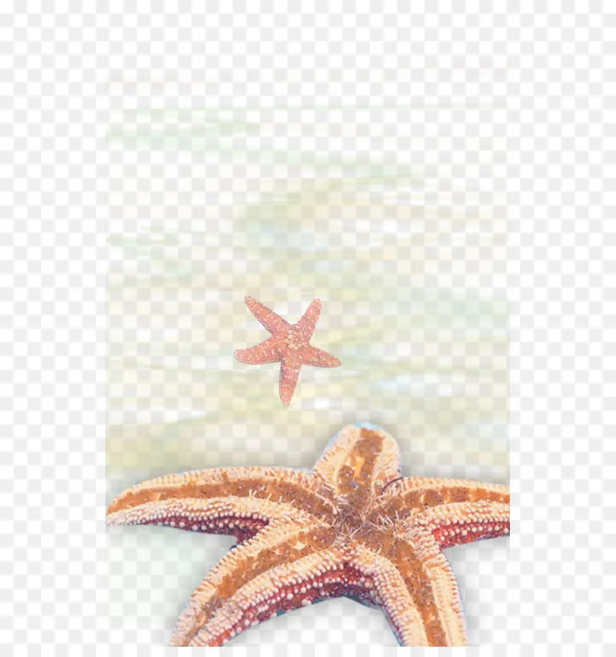 Estrella De Mar，Mar PNG