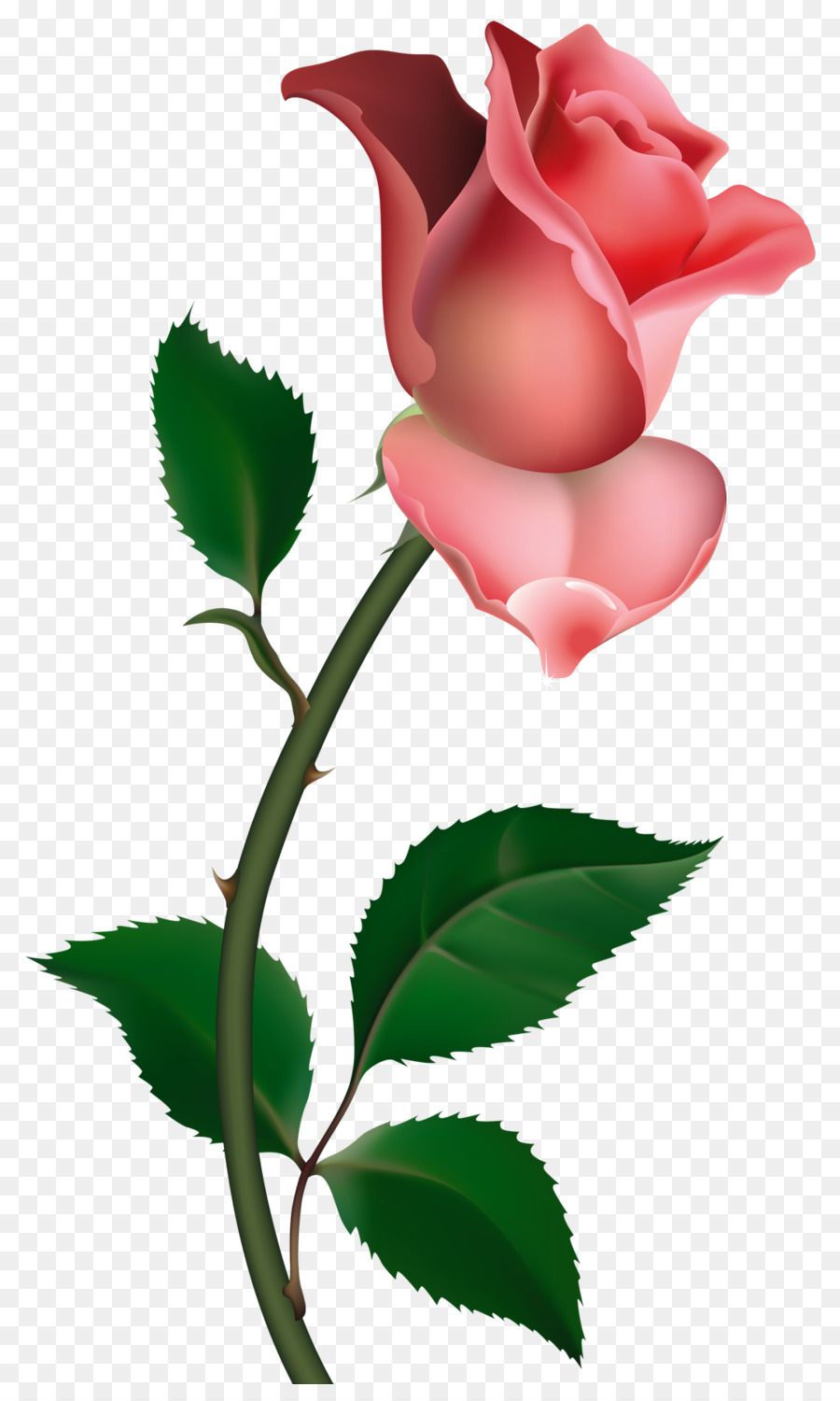 Rosa Rosa，Floración PNG