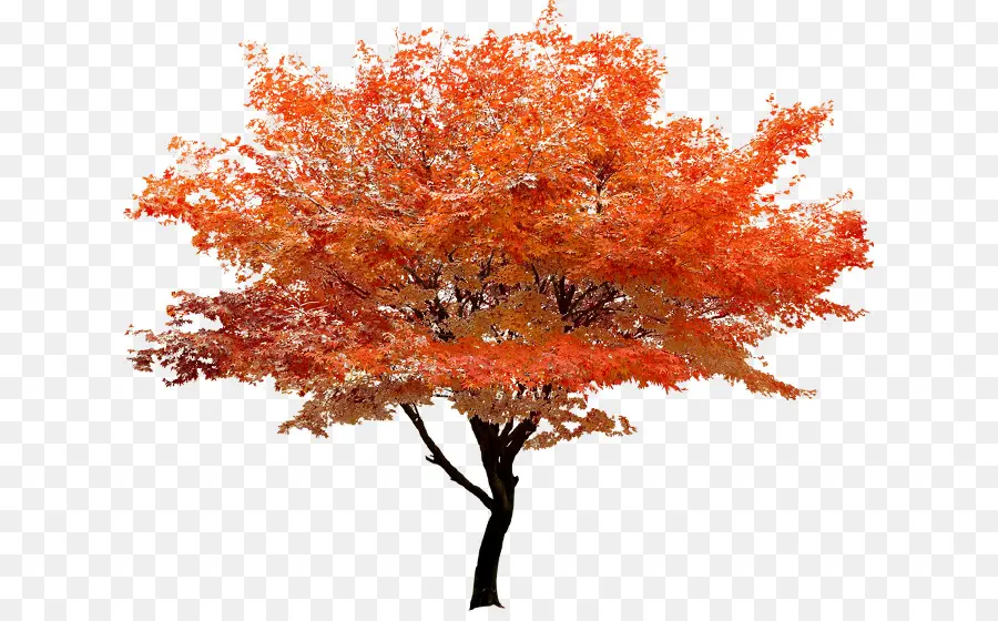 Arce Rojo，árbol PNG