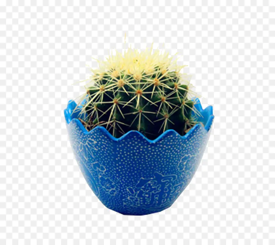 Cactus，Olla PNG