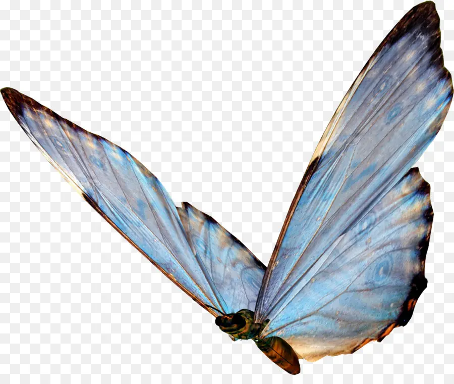 Mariposa，Papillon Perro PNG