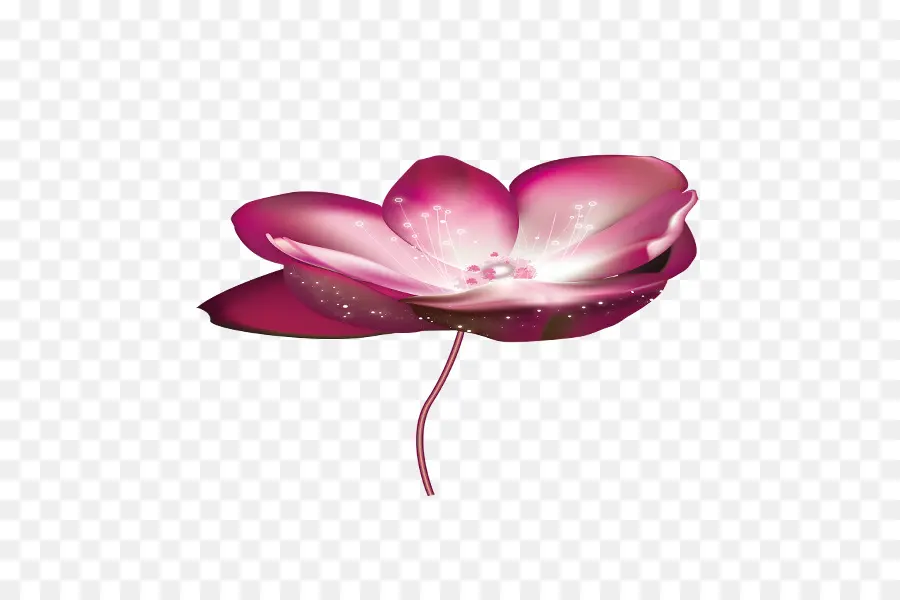 Flor Rosa，Flor PNG