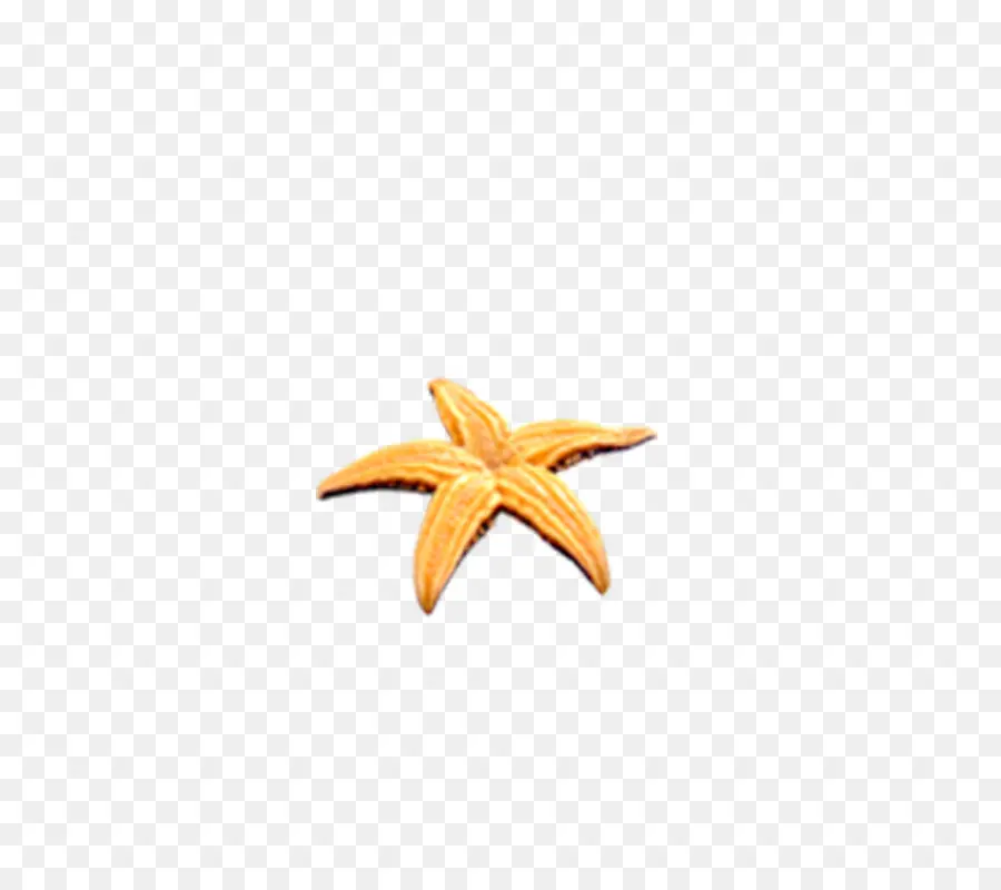Estrella De Mar，Invertebrados Marinos PNG