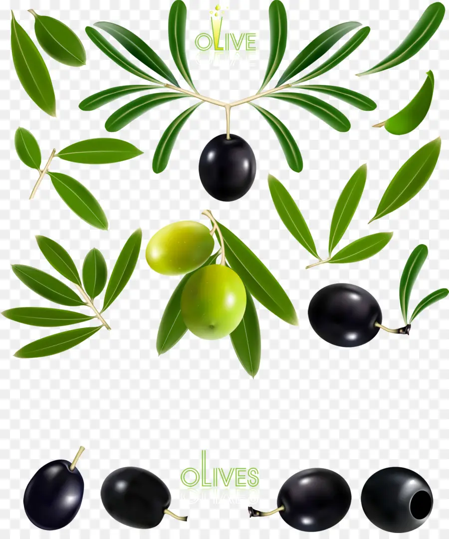 Aceitunas，Hojas PNG