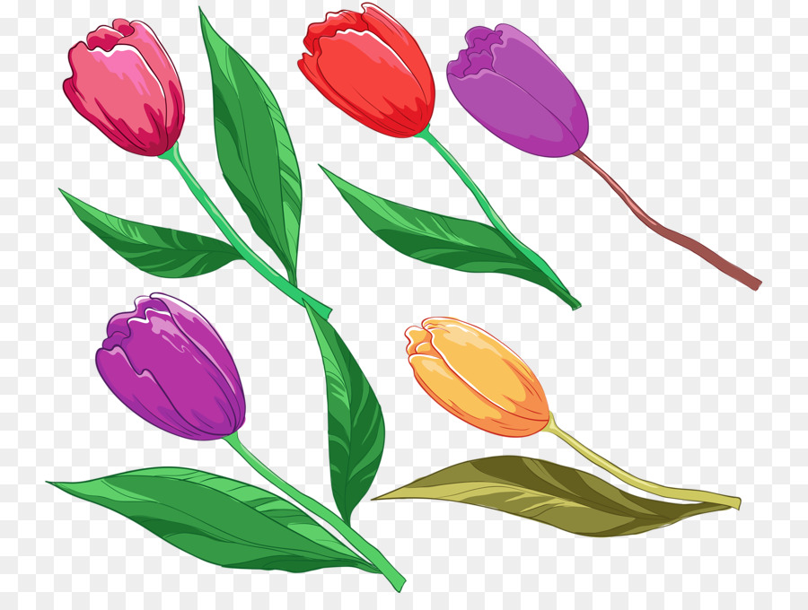 Tulipán Rosa，Planta PNG