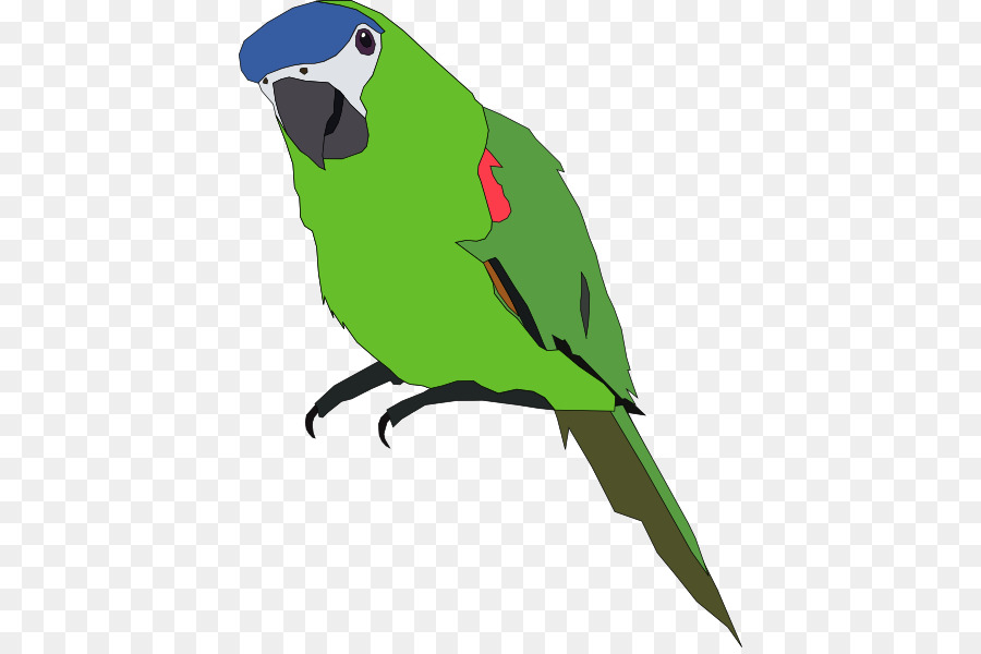 Loro Azul，Animal PNG