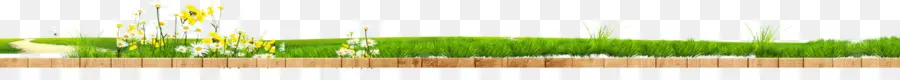 Wheatgrass，Verde PNG