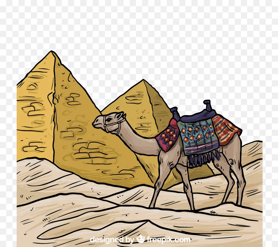 Las Pirámides De Egipto，Camello Bactriano PNG