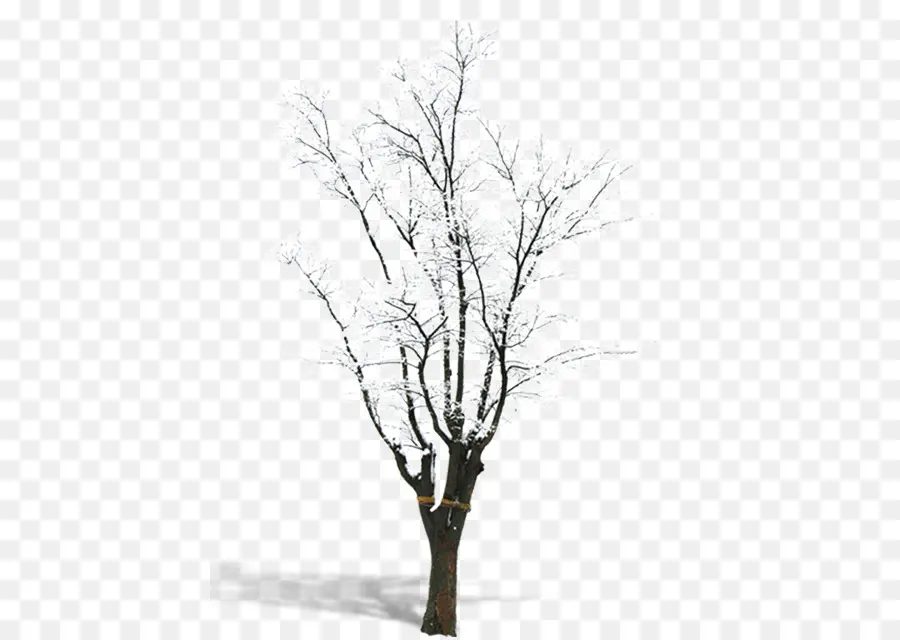 árbol Desnudo，Desnudo PNG